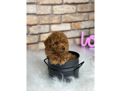 Şecereli mikro cipli poodle yavrular