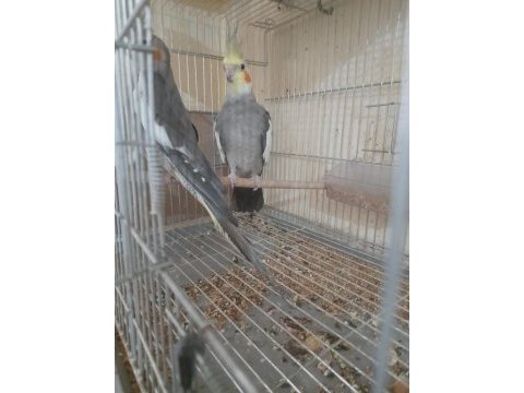 İkinci kuluçka hazırlığında kusursuz grey takım sultan