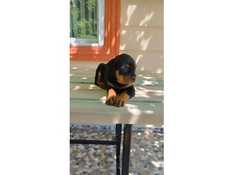 2 aylık dişi rottweiler mükemmel anatomi bayram öncesi acil