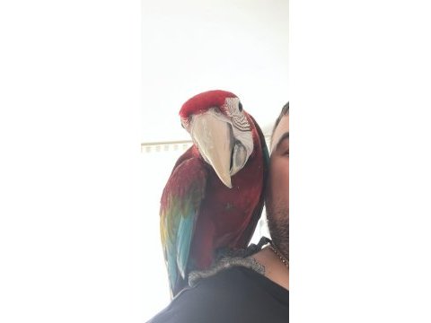 Yavru macaw