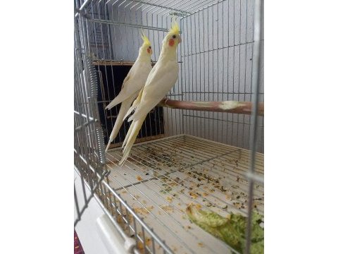 Takım lutino sultan papağanı