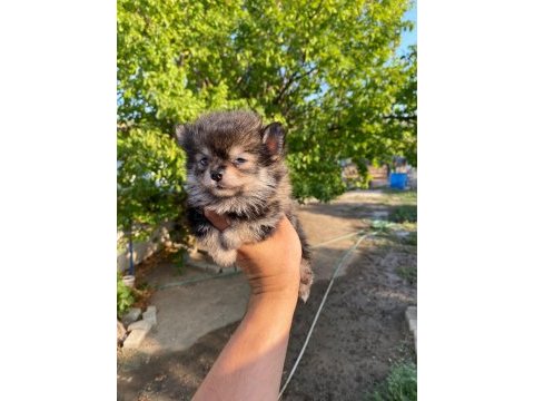 Dişi pomeranian boo yavru