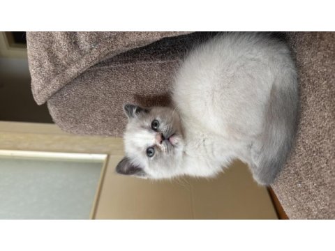 British shorthair blue point