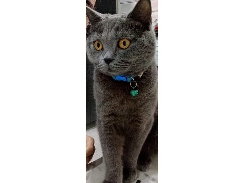 British shorthair kedisi