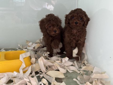 Çok özel çikolata toy poodle yavrularımız
