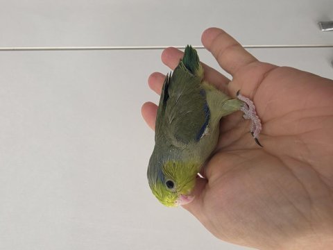 Forpus yavru