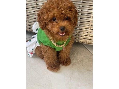 Birbirinden tatlı kore poodle bebekler sizi bekliyor