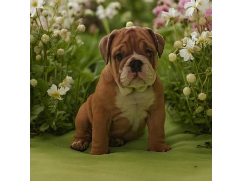 Tuvalet eğitimli ingiliz bulldog yavrumuz