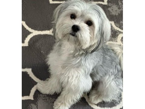 Evinizin maskotu olacak mükemmel dost köpeğimiz
