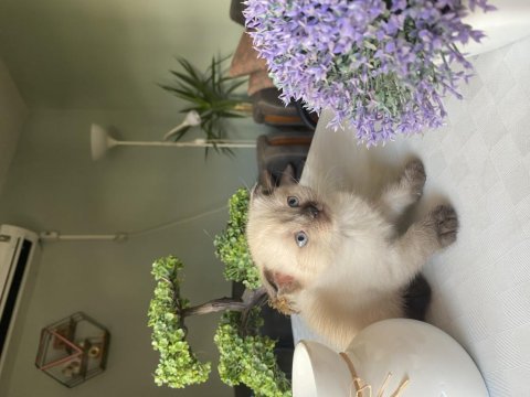 Scottish fold ve british shorthair yavrularımız