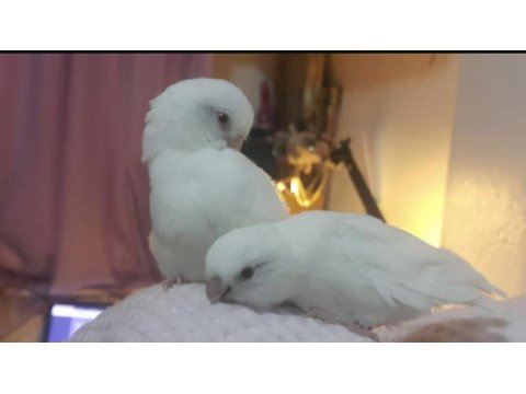 Albino kırmızı göz forpus papağanı