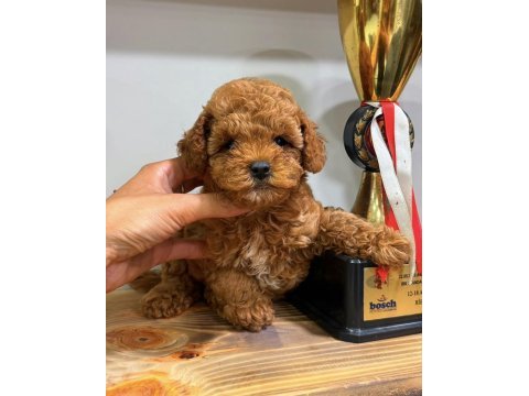Red dişi teacup toy poodle