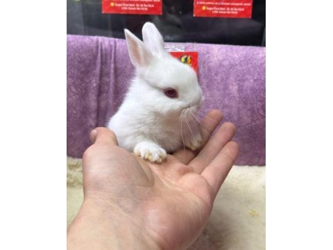Cüce netherland dwarf yavrularımız