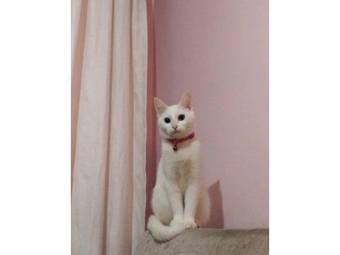 Acil sahiplendirilecek van kırması dişi