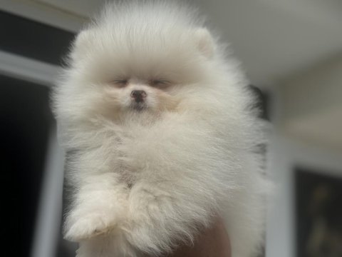 Abkarada ziyarete açık tea cup pomeranian