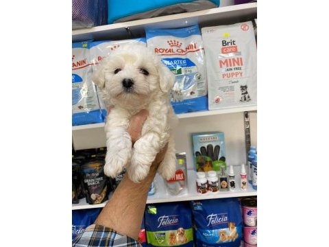 Irk ve sağlık garantili mini maltese terrier