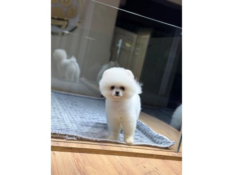 Sağlık ve ırk garantili pomeranianlar