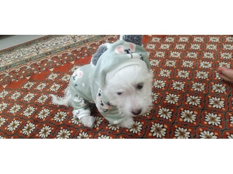 Akıl küpü tatlı terrier kızımız liaa
