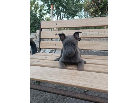 Belçika malinois