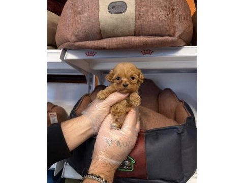 Teacup maltipoo yavrularımız