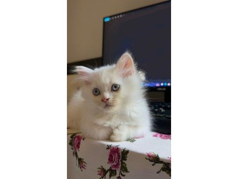 British longhair yavrular
