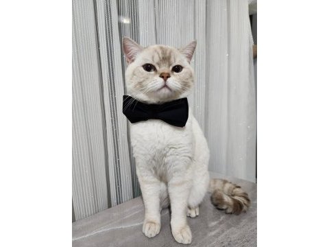 Safkan british shorthair bluepoint