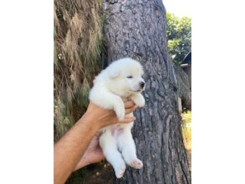 Üretim çifliğimizden akita yavruları