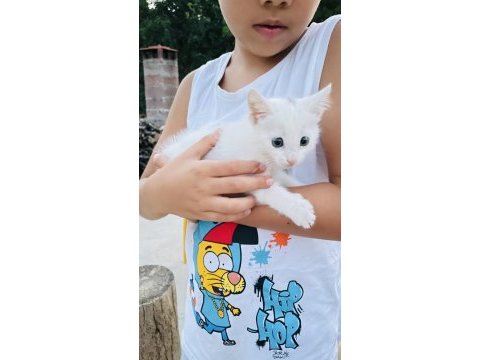 Van kedisi yavrusu babalık hakkı alınmıştır