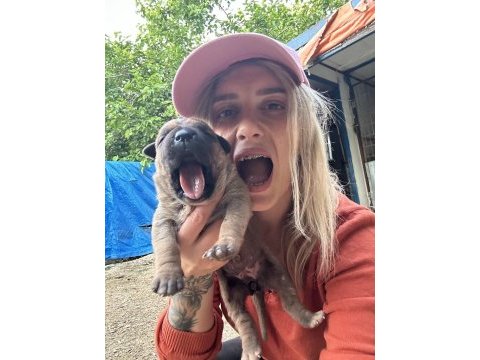 Üst kalite cane corso yavruları