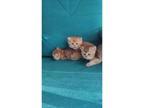 Orjinal british shorthair teslime hazır