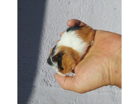 Ginepig yavrular
