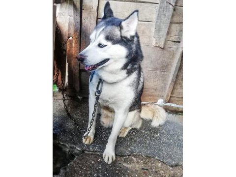 Husky köpeğimize yeni yuva arıyoruz