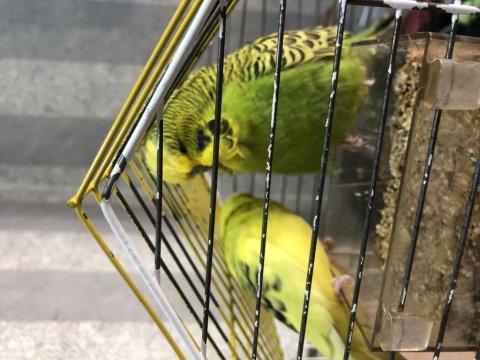 Eşe hazır show jumbo kuşlar sultan papağanı takas olur