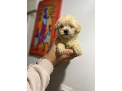Her renk maltipoo yavrumuzu canlı görebilirsiniz