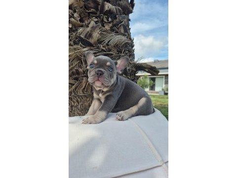 Muhteşem renklerden french bulldog yavruları istanbul