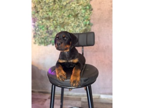 A kalite rottweiler yavrular