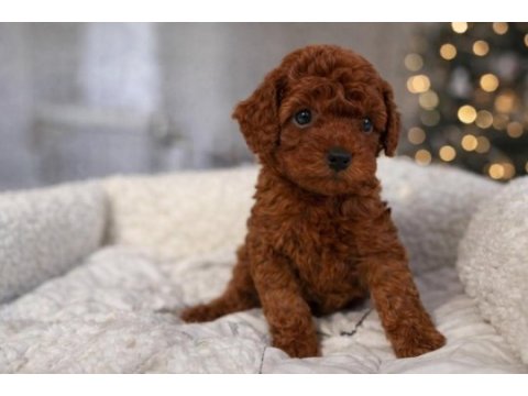 Safkan red toy poodle yavruları