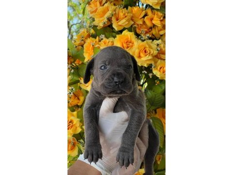 Cane corso yavrularımız büyüdü