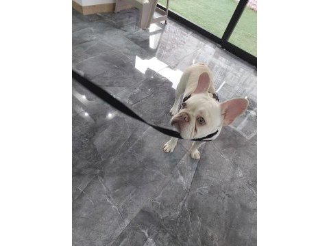 1 yaşında secereli gen testi var french bulldog