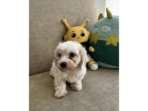 Yavru kore maltese