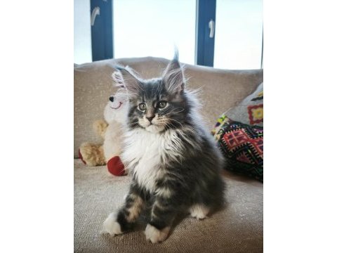 Karakteri cüssesi ve dolu şeceresi ile nocturne maine coon
