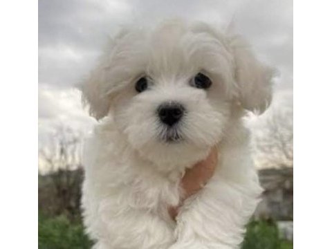 Yavru maltipoo yavrularımız