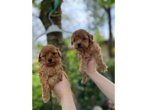 Bebek gibi toy poodle isteyen
