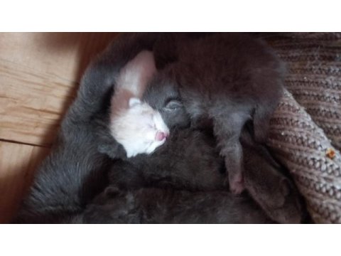 British shorthair kedilerimiz yeni yuvalarını bekliyor