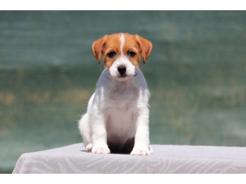 Fcı şecereli, kayıtlı, şampiyon soydan jack russell