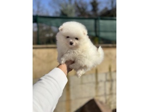 Pomeranian erkek krem