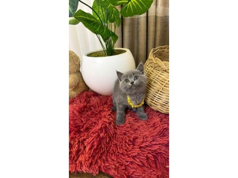 Top kafa scottish fold bebekler