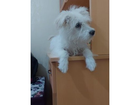 5 aylık 0 numara dişi terrier
