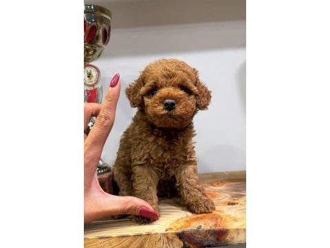 Red erkek toy poodle