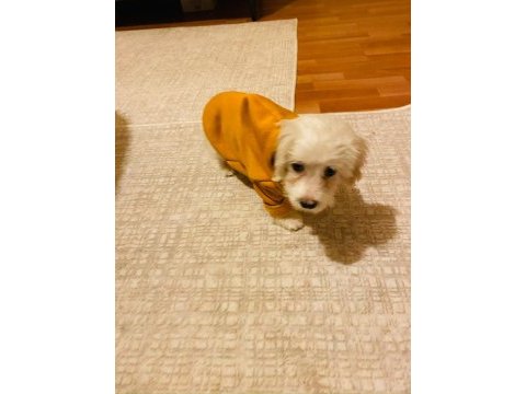 3 aylık maltese terrier
